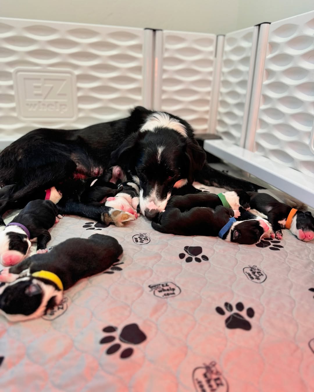 mother dog and puppies sleeping