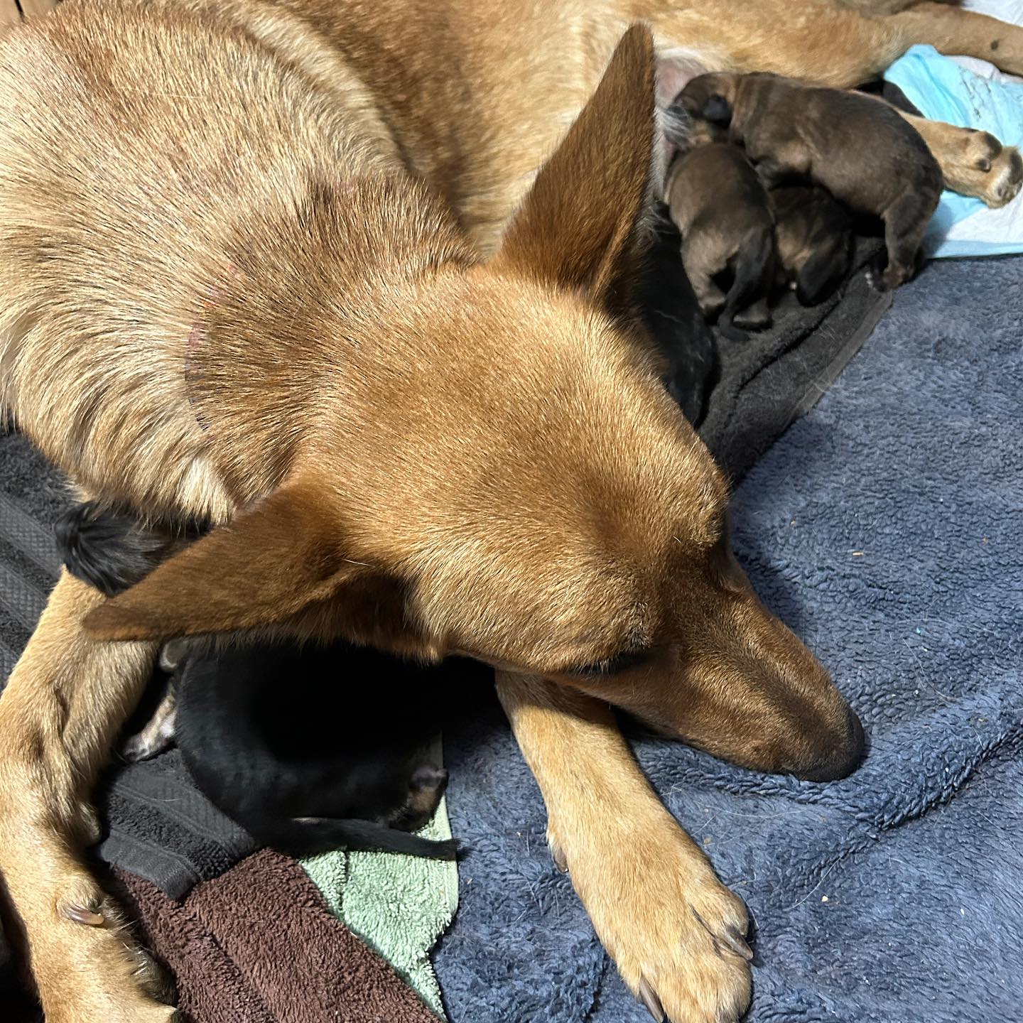mother dog and puppies