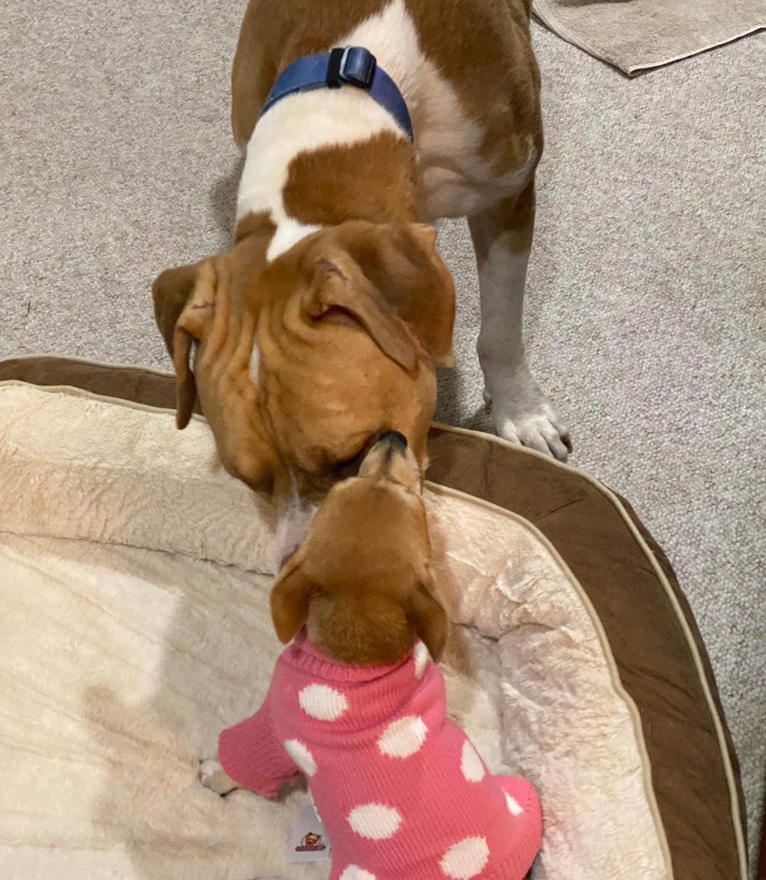 mother dog and puppy
