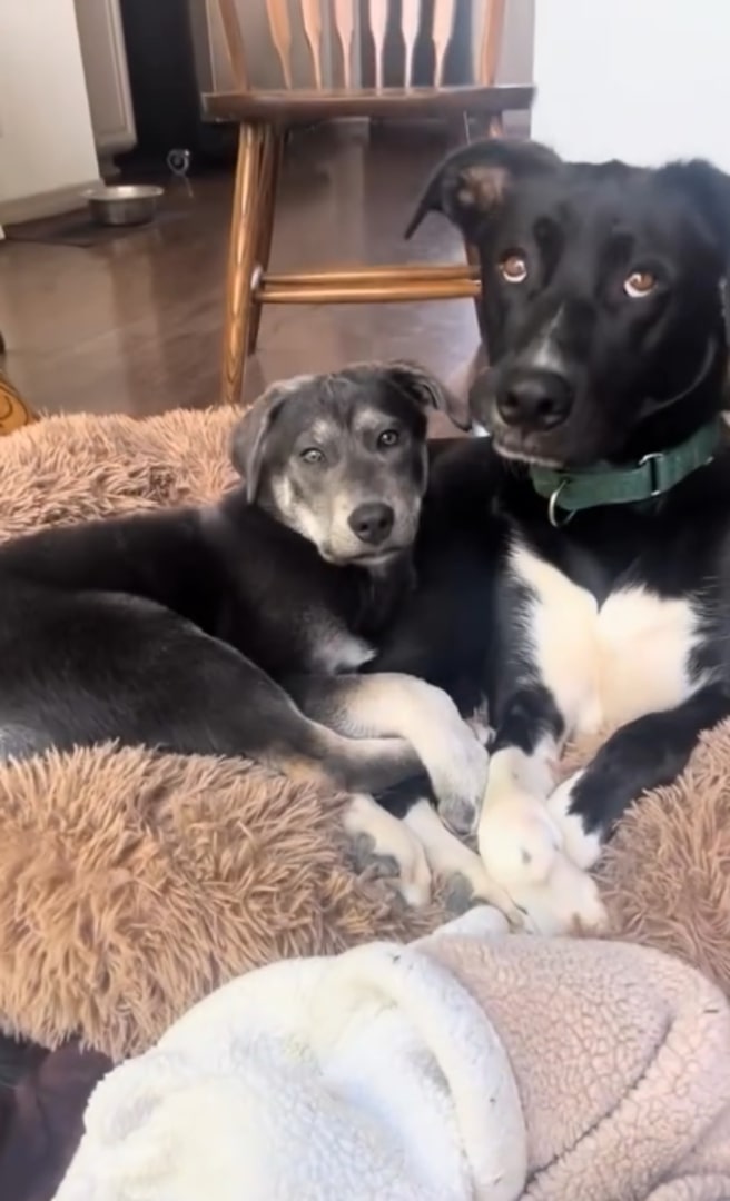 mother dog and puppy