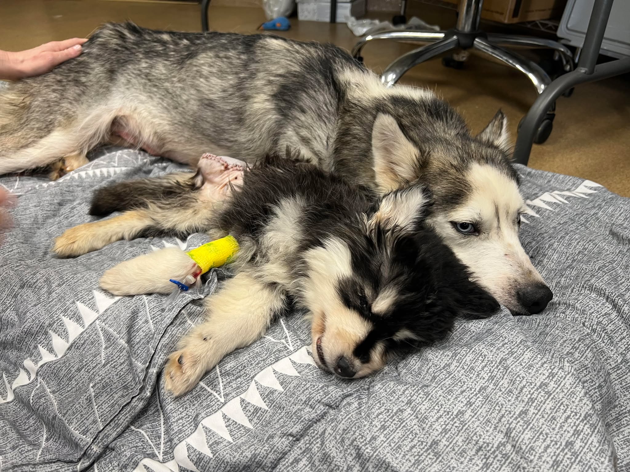 mother dog and puppy laying together