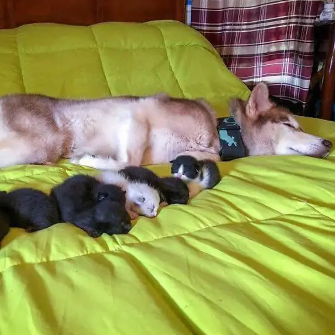 mother dog and puppy sleeping
