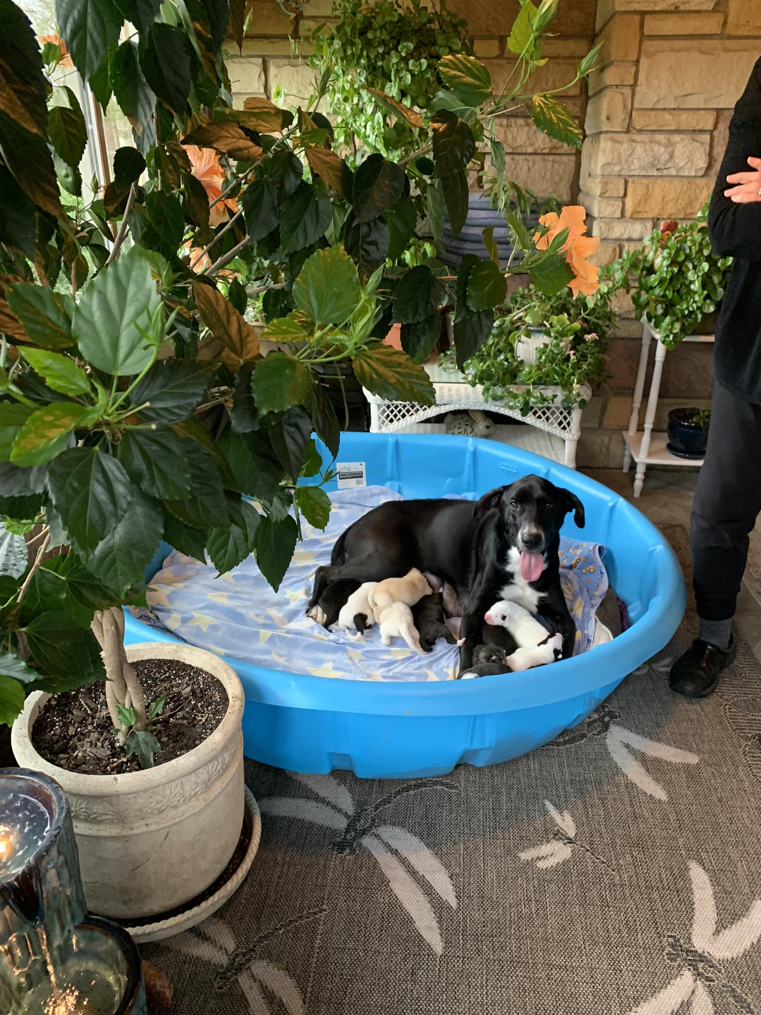 mother dog and tiny puppies