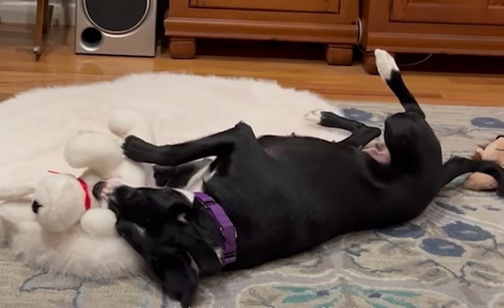 mother dog and toy