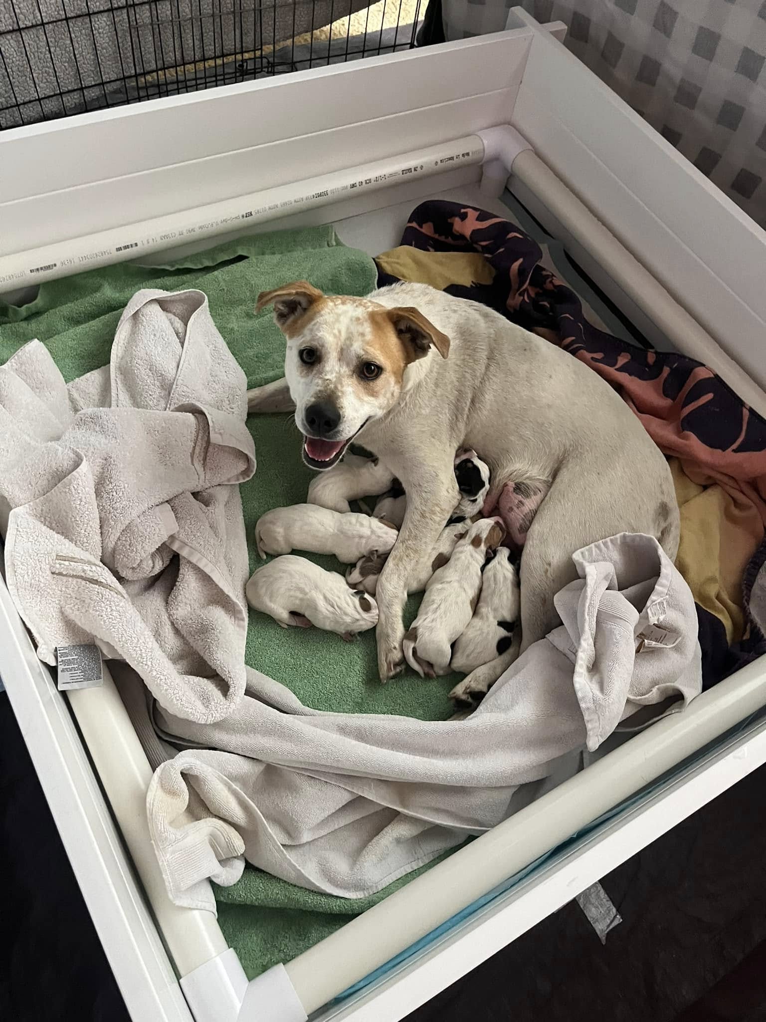 mother dog feeding a puppies