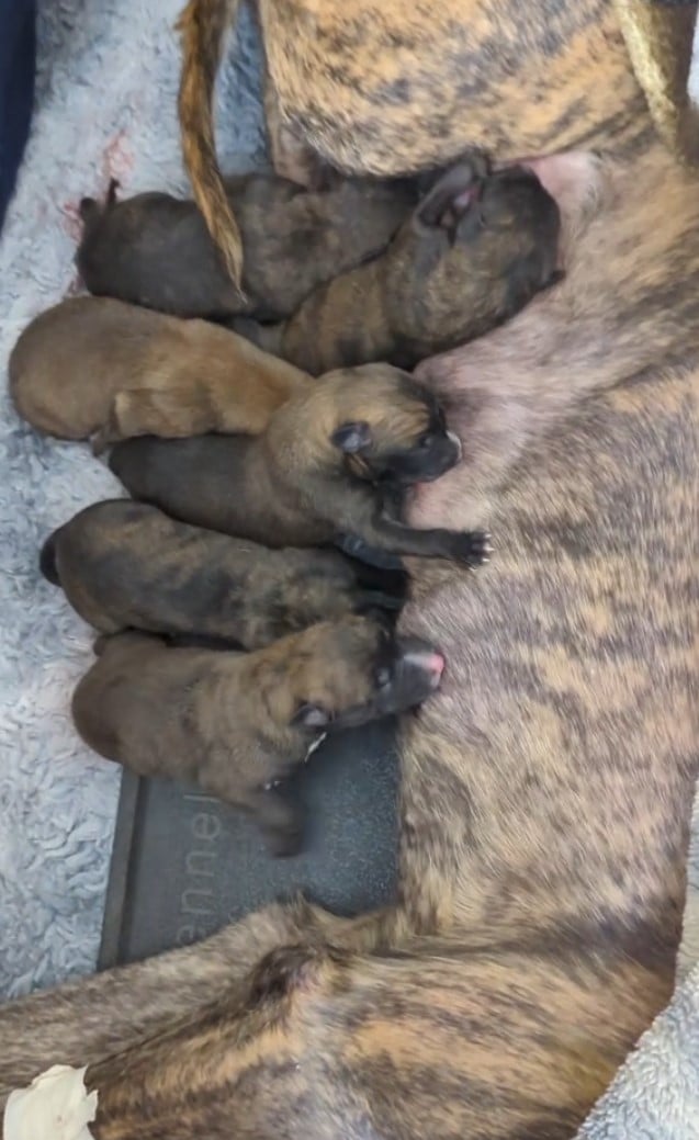 mother dog feeding a puppies