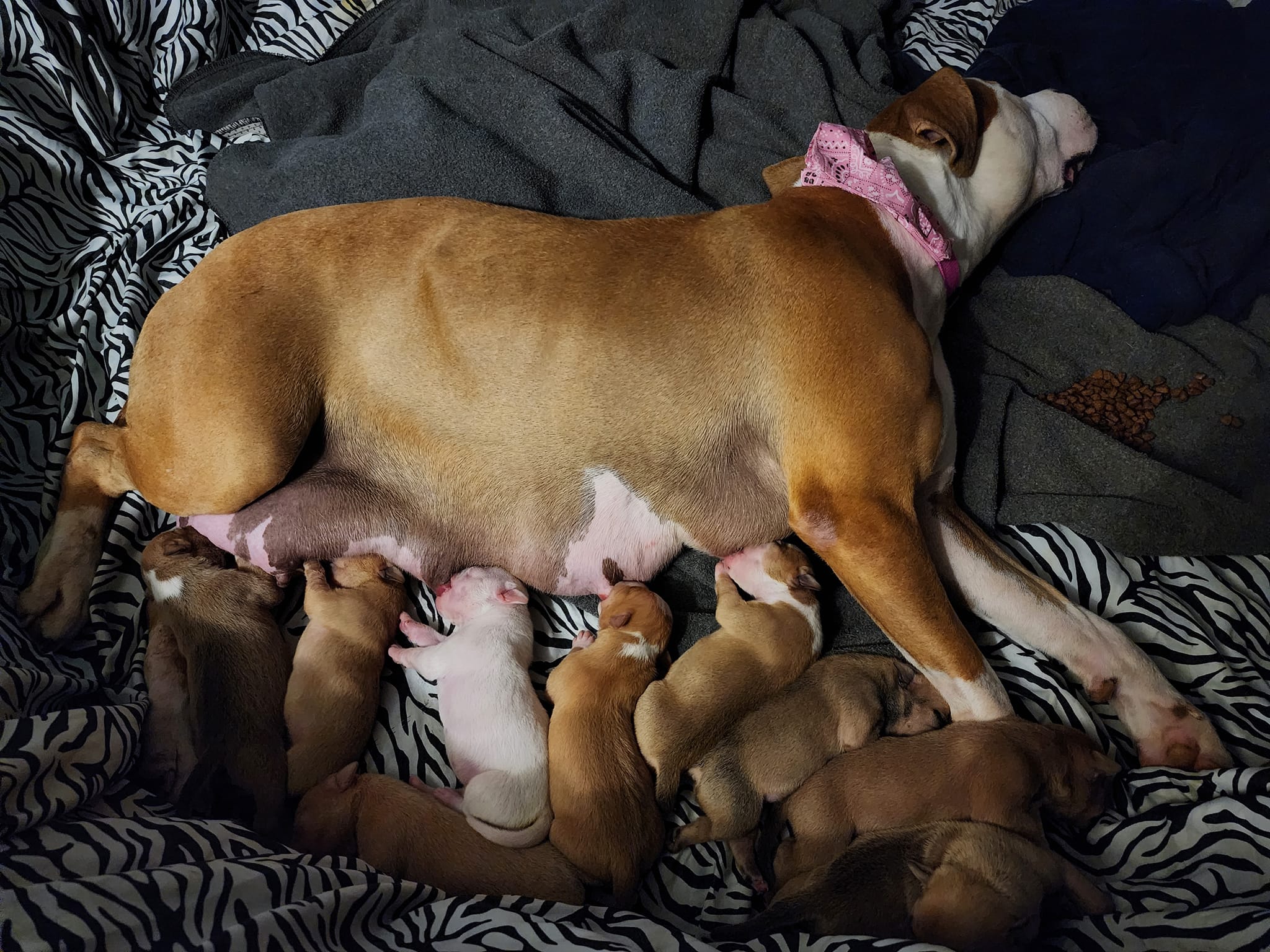 mother dog feeding a puppies