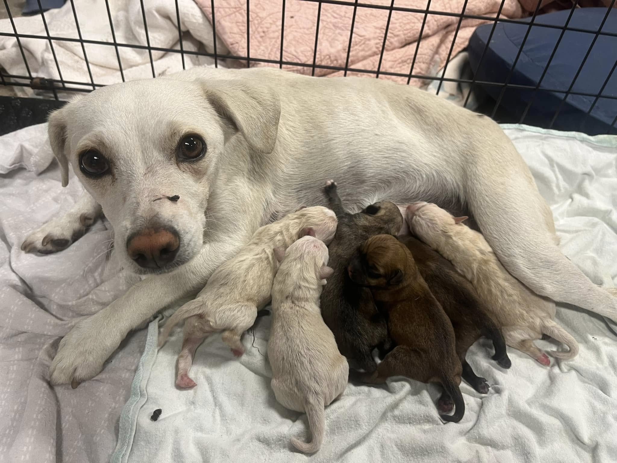 mother dog feeding a puppies