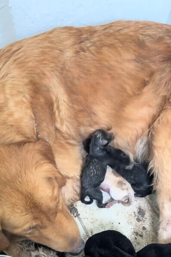mother dog feeding a puppies