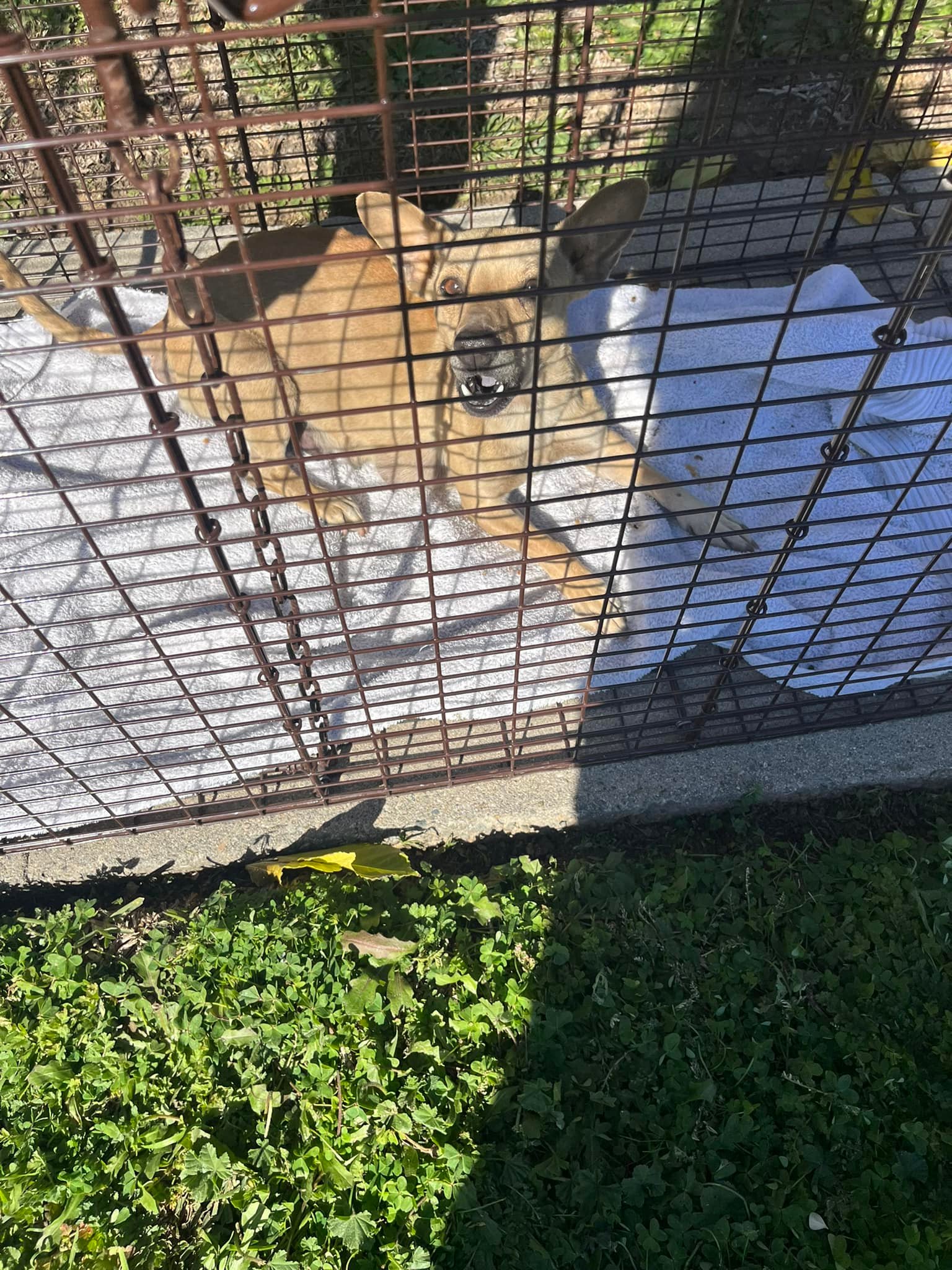 mother dog in crate