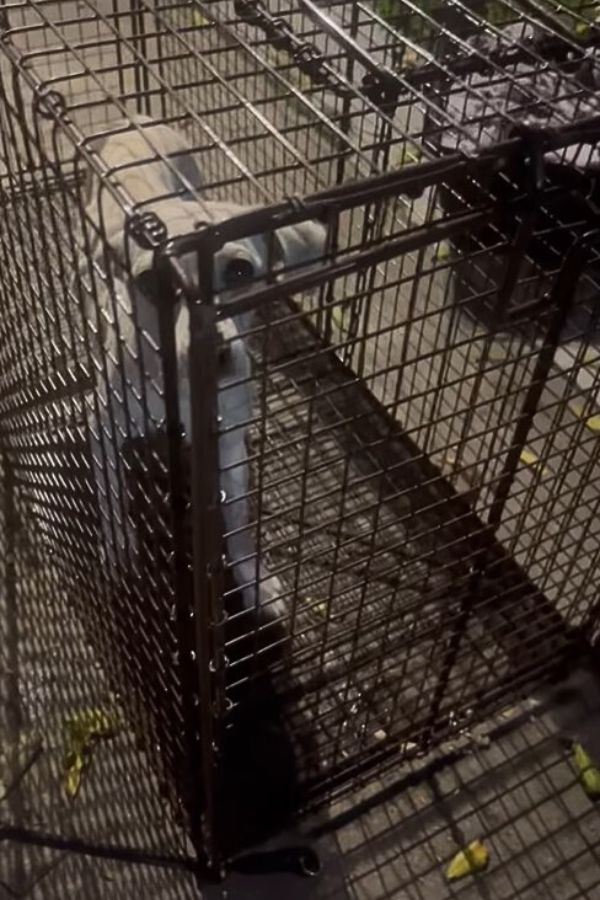 mother dog in crate