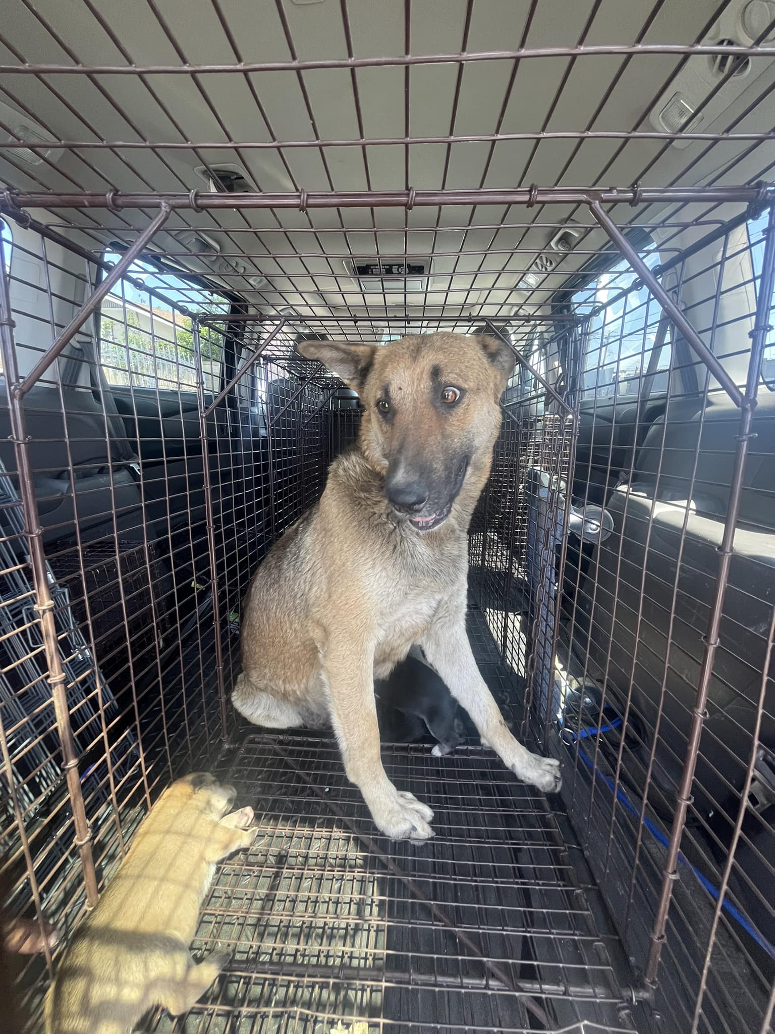 mother dog in crate