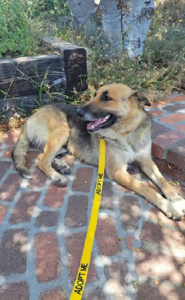 mother dog laying down