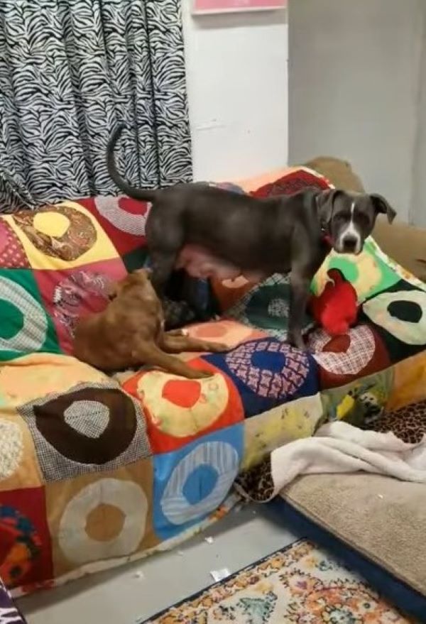 mother dog on couch