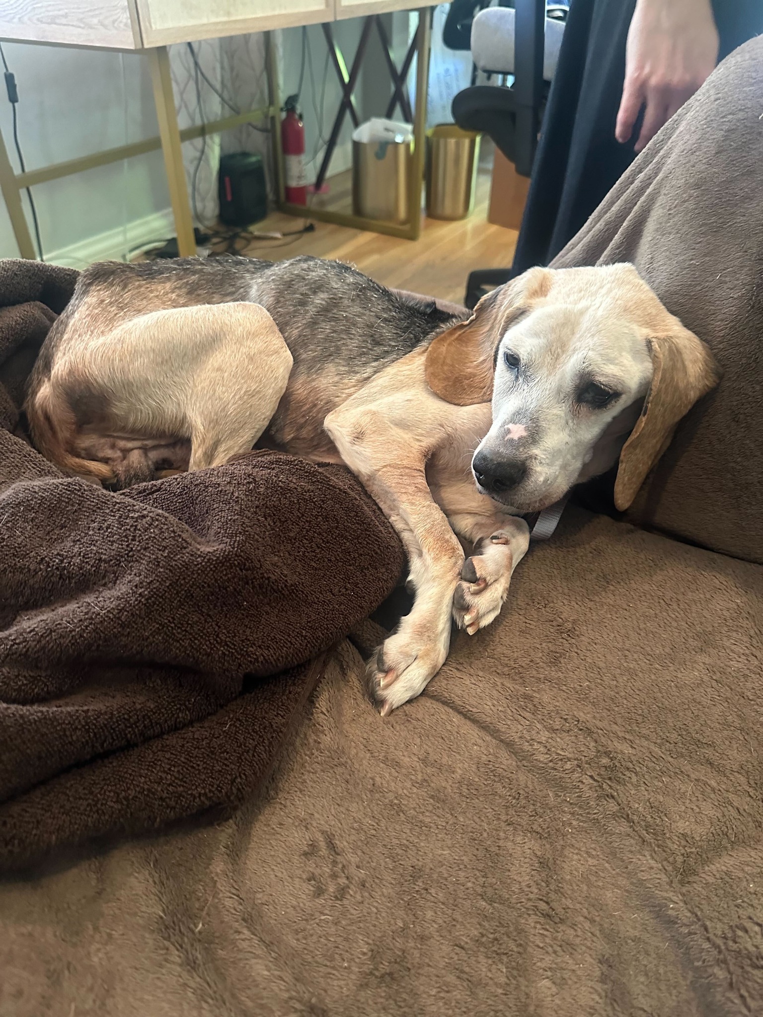 neglected Beagle
