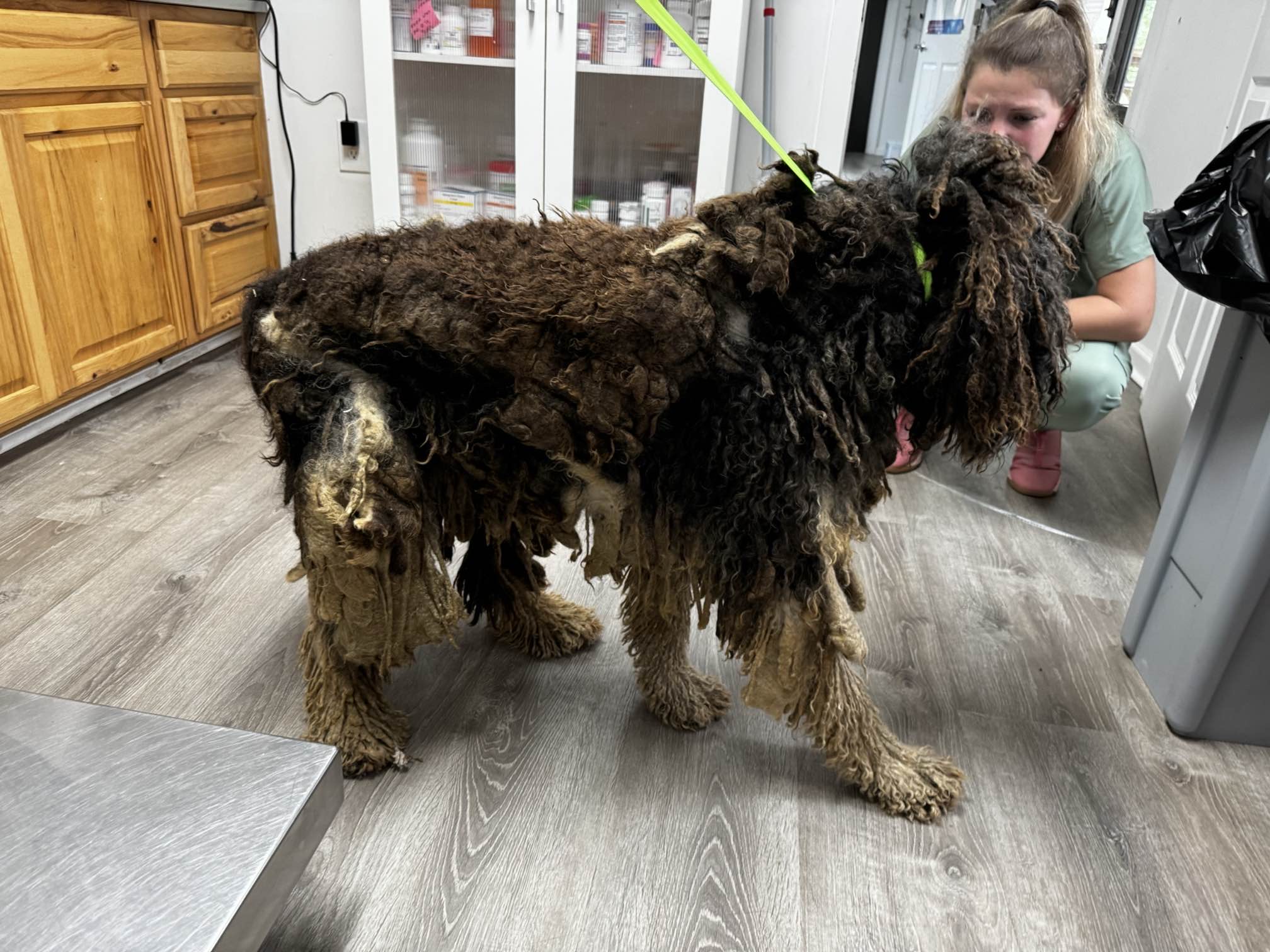 neglected big dog