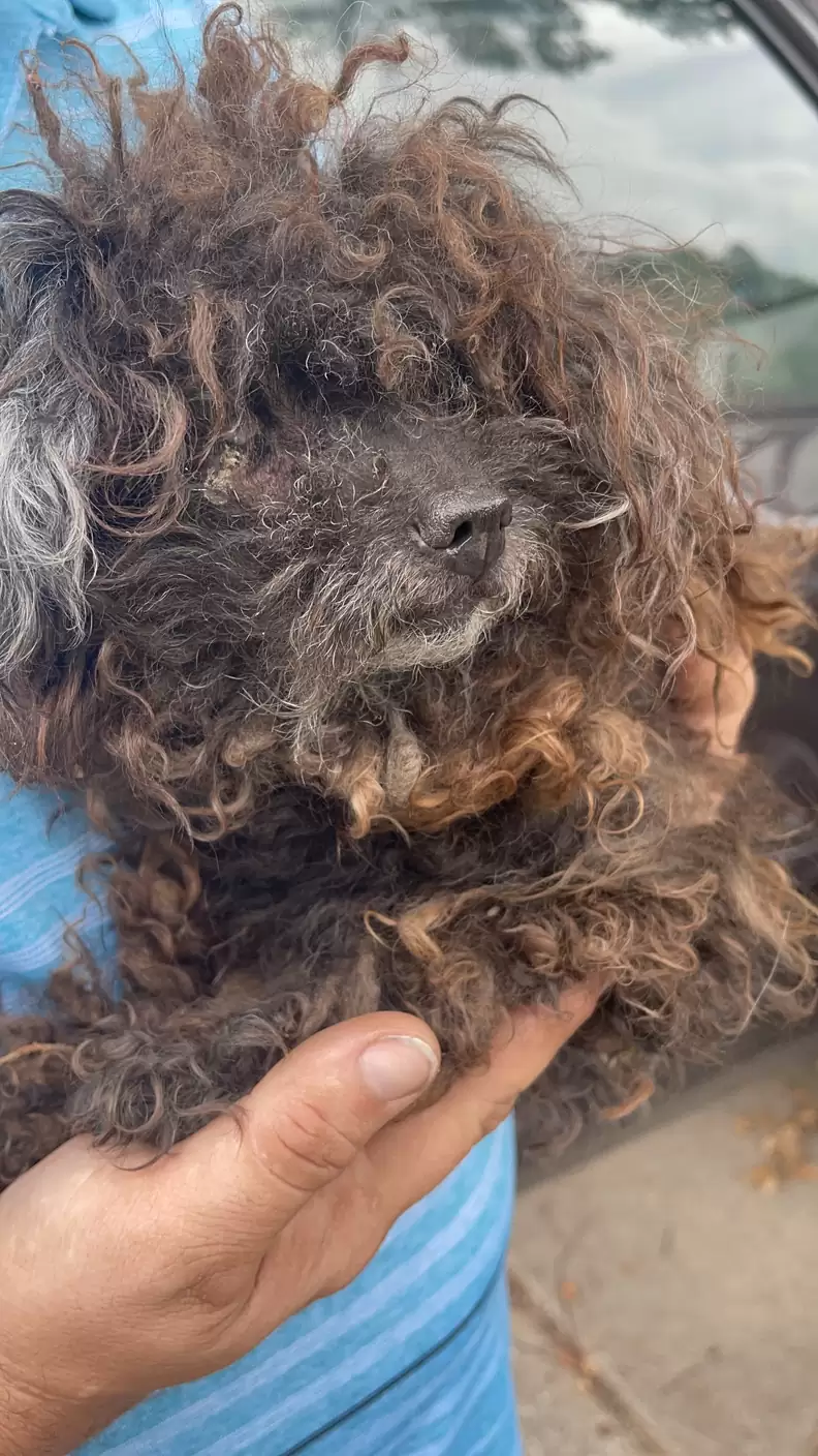 neglected brown dog