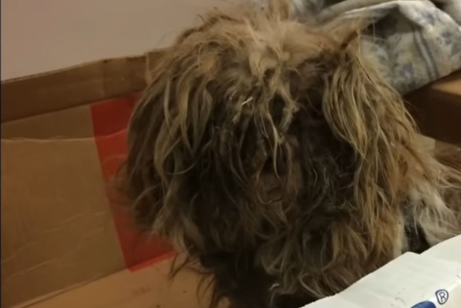 neglected dog