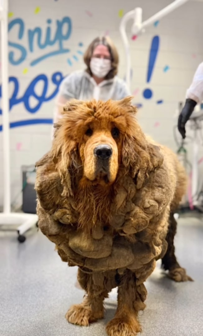 neglected dog