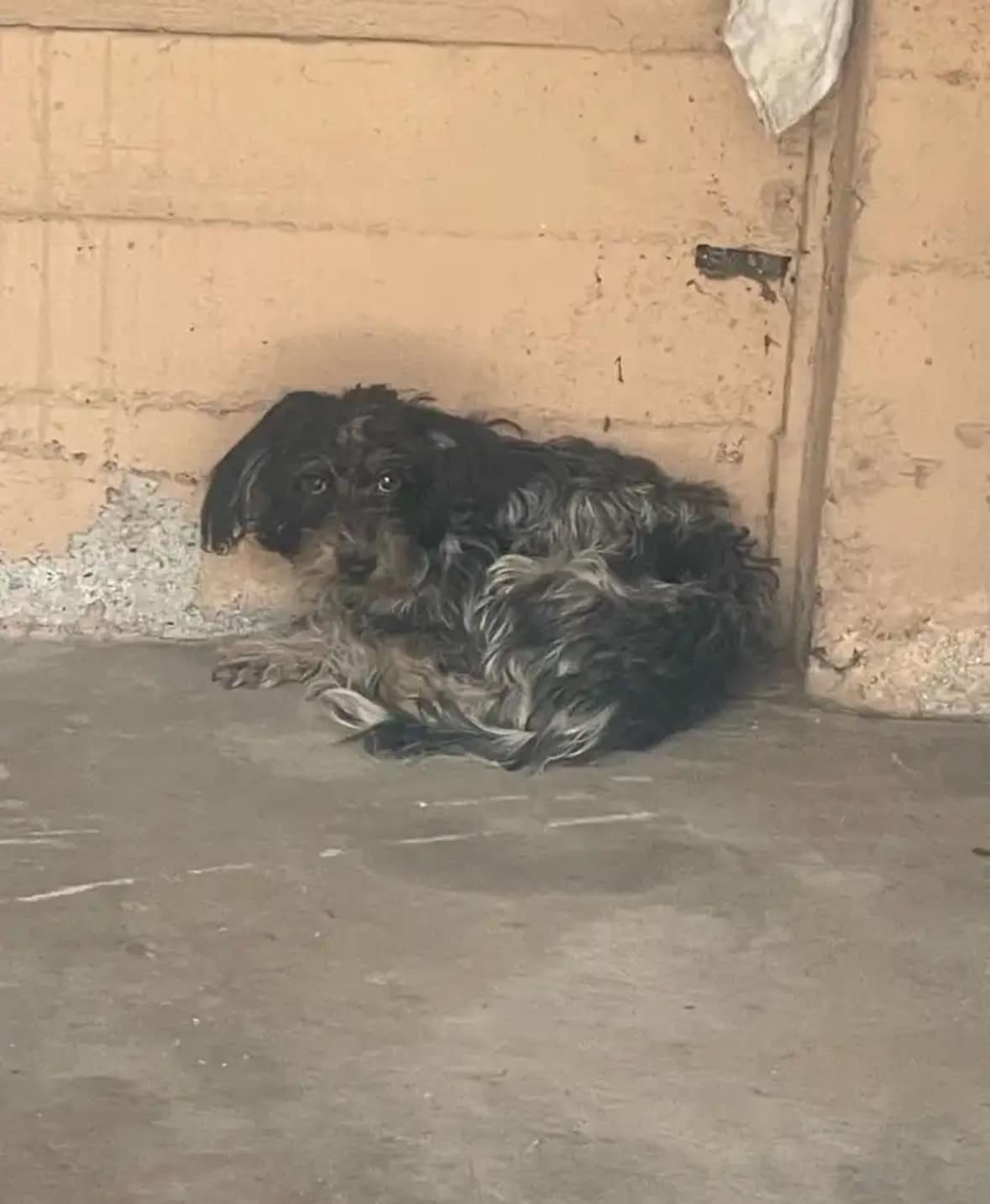neglected dog