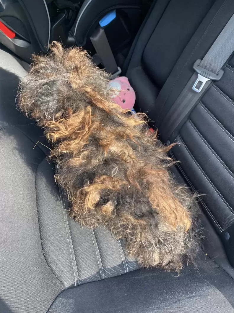 neglected dog in car