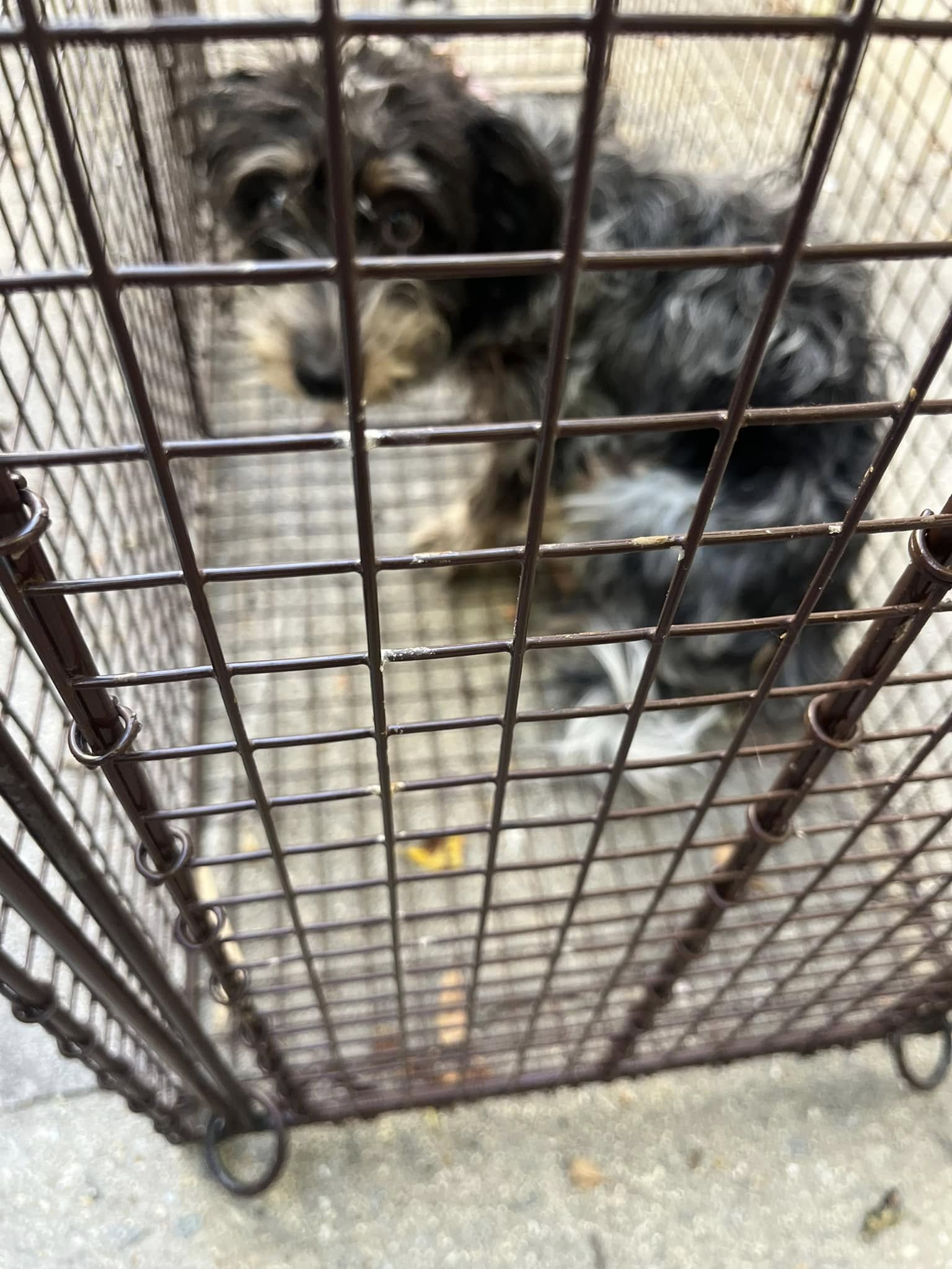 neglected dog in crate