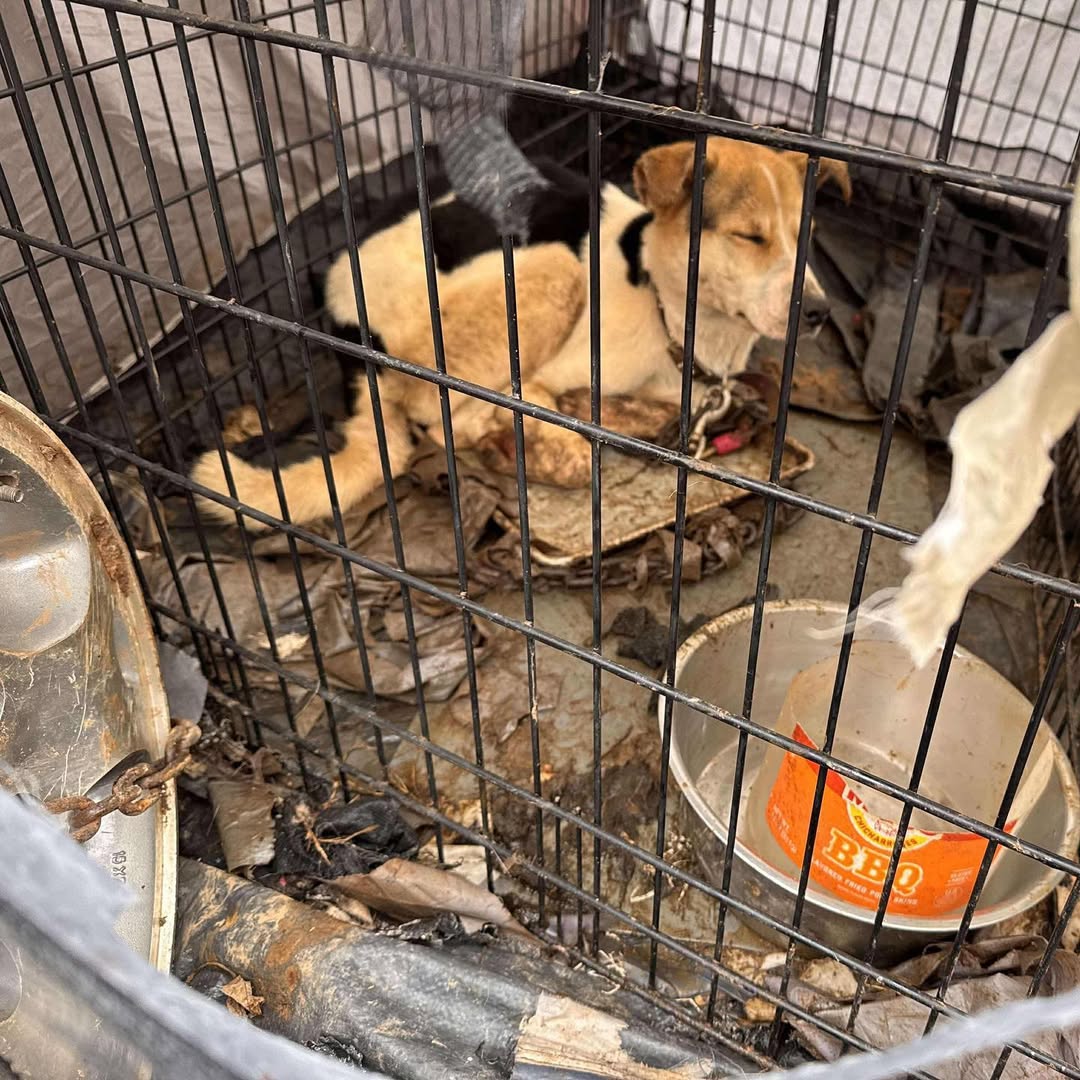 neglected dog in crate