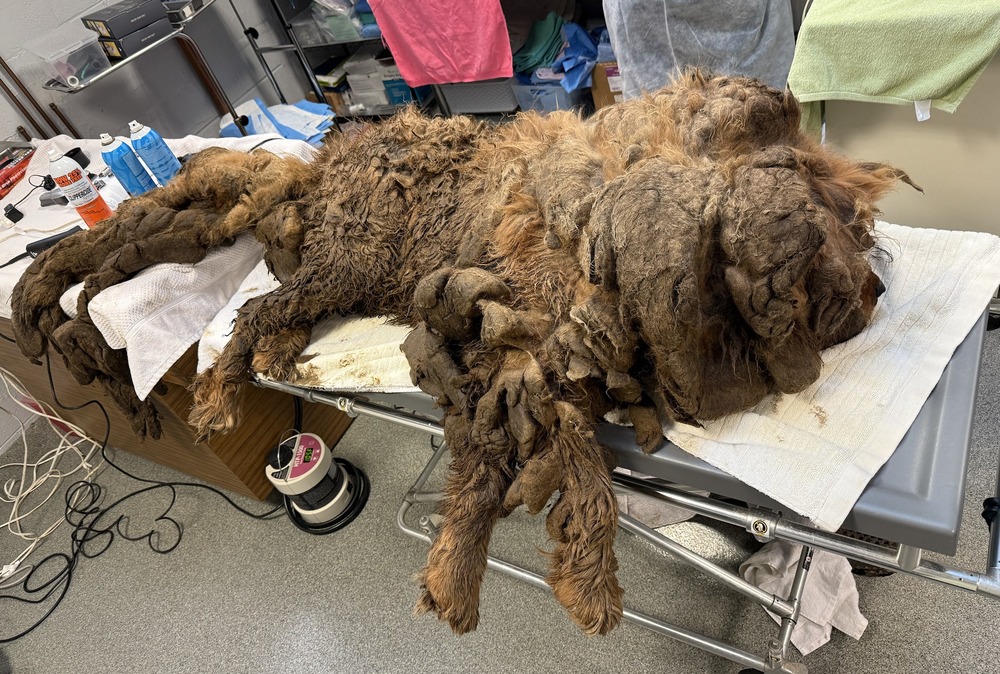 neglected dog laying on bed