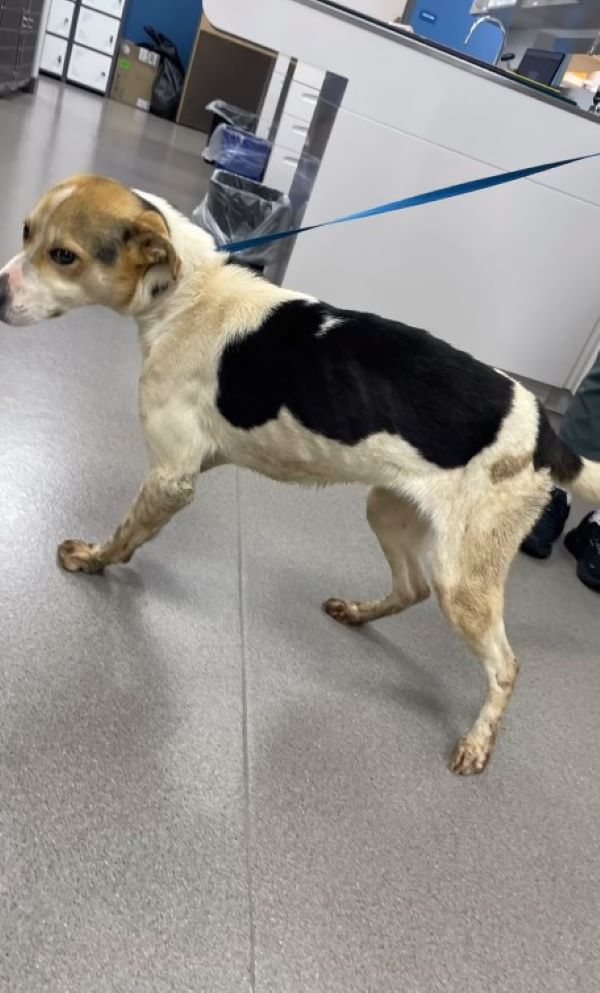 neglected dog on a leash