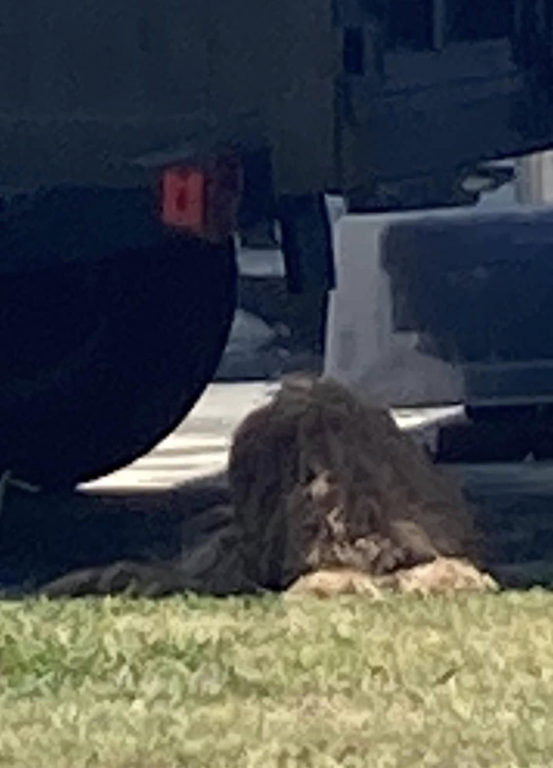 neglected dog under trailer
