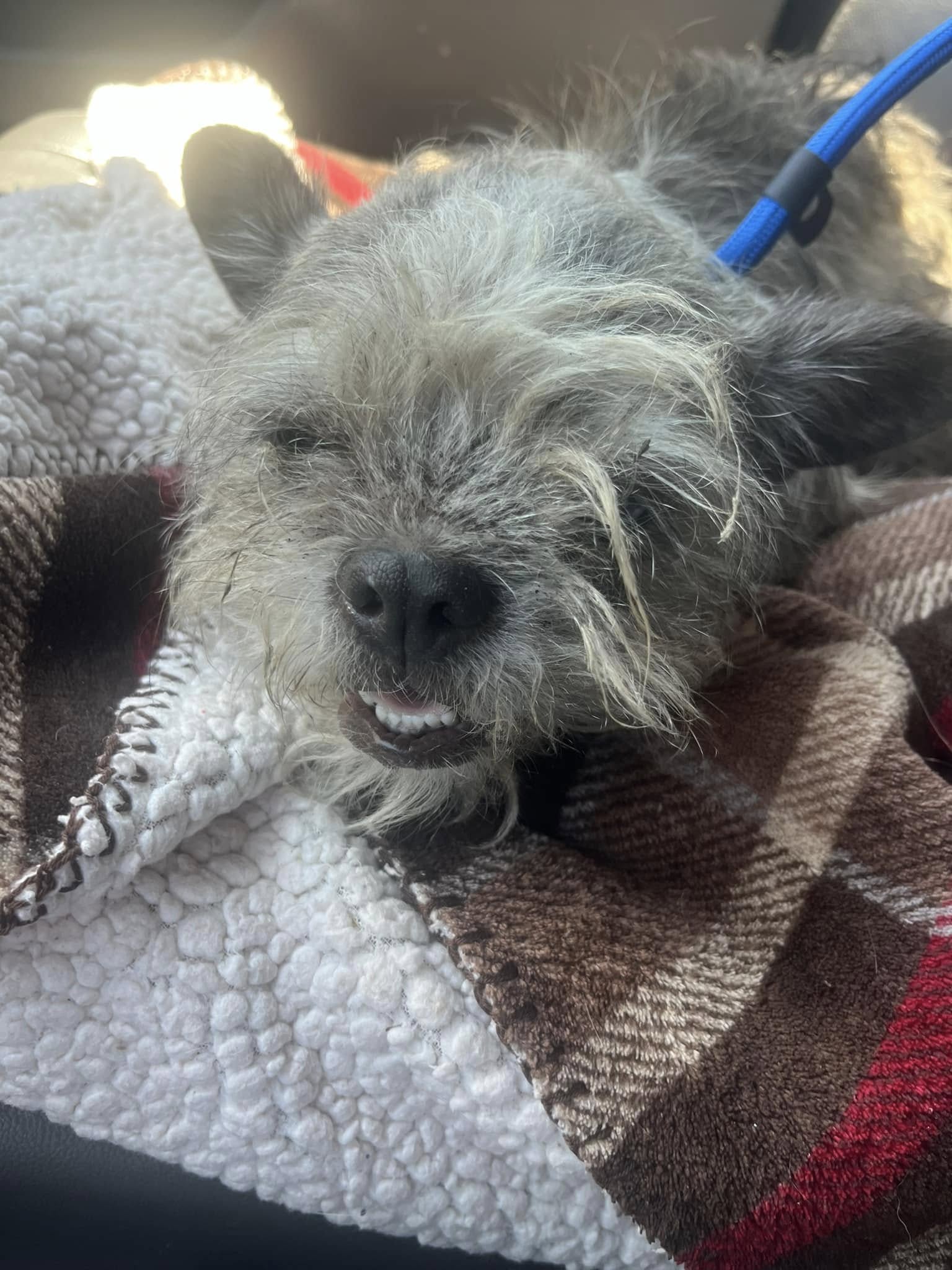 neglected little dog