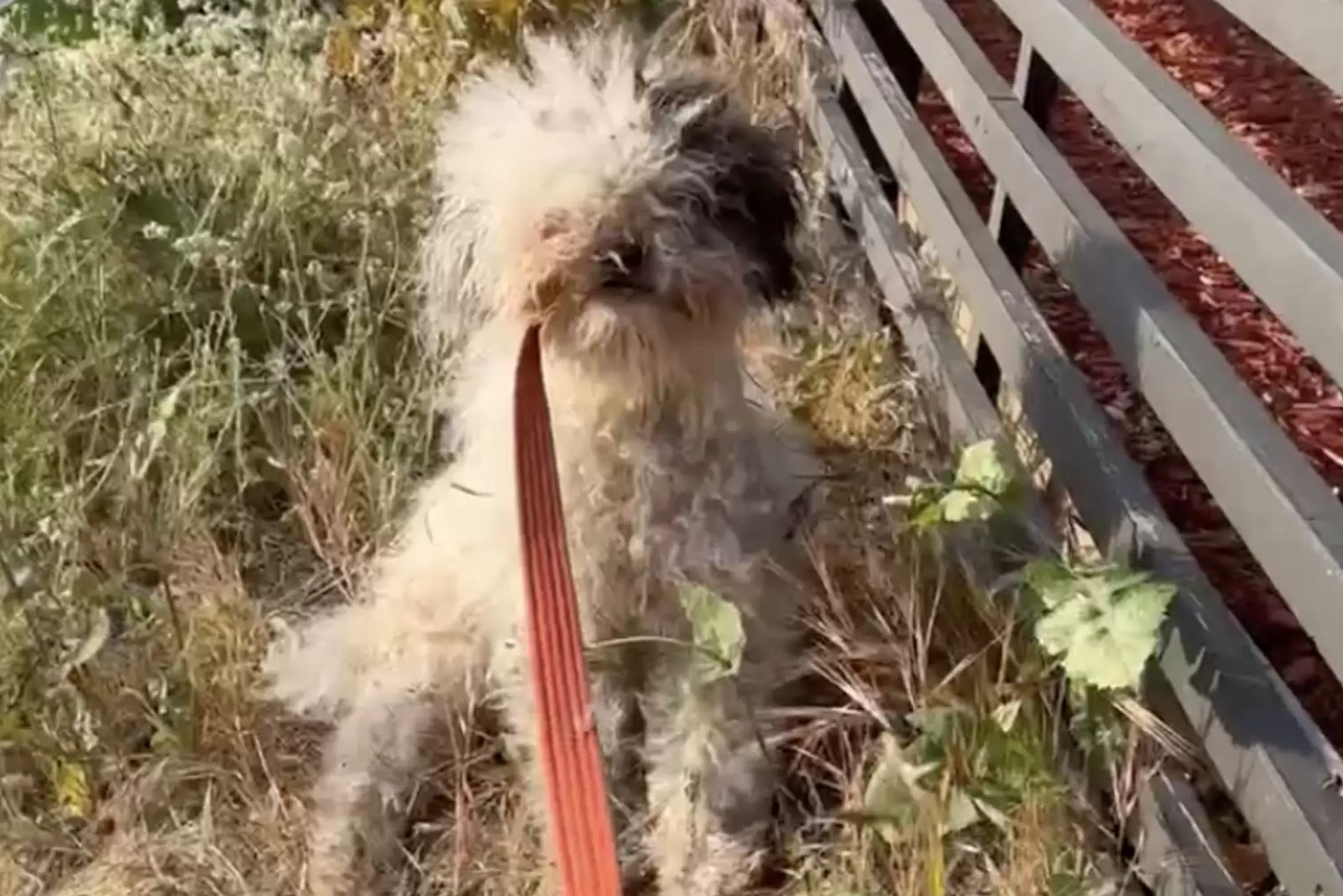 neglected stray dog
