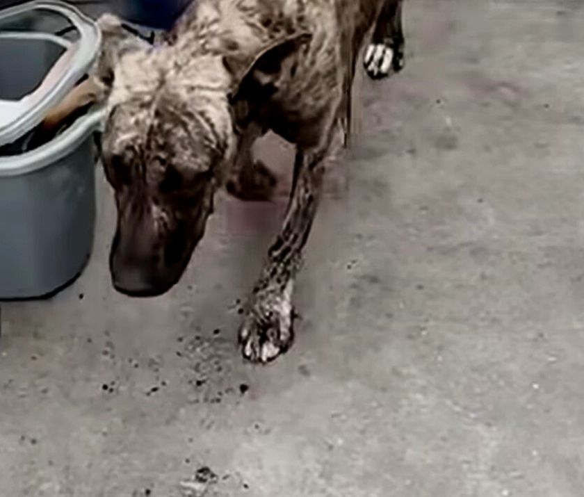neglected stray dog