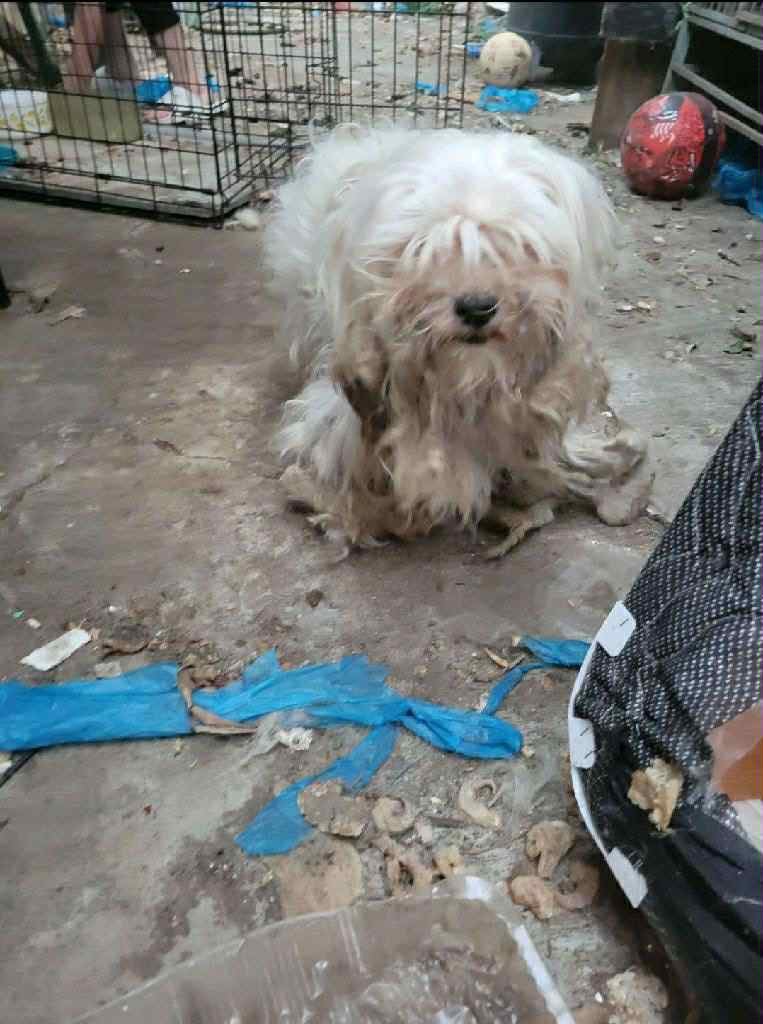 neglected white dog