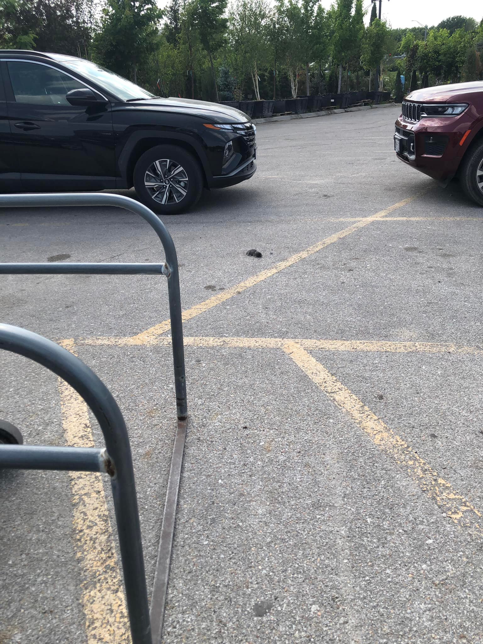 newborn animal at parking lot