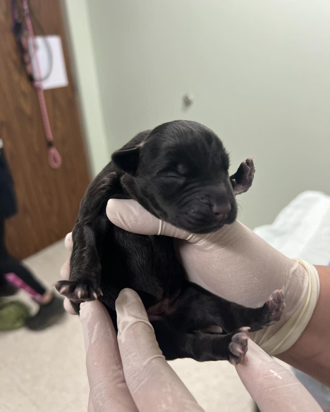 newborn black puppy