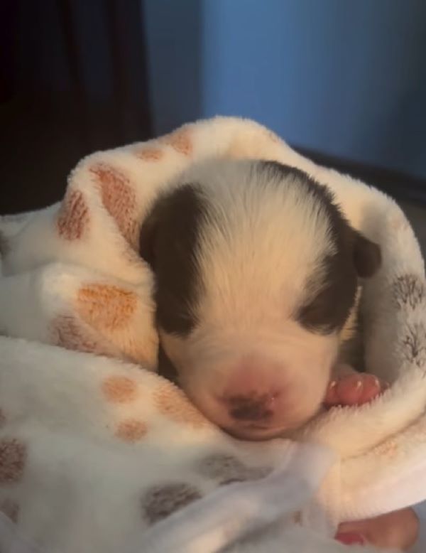 newborn dog