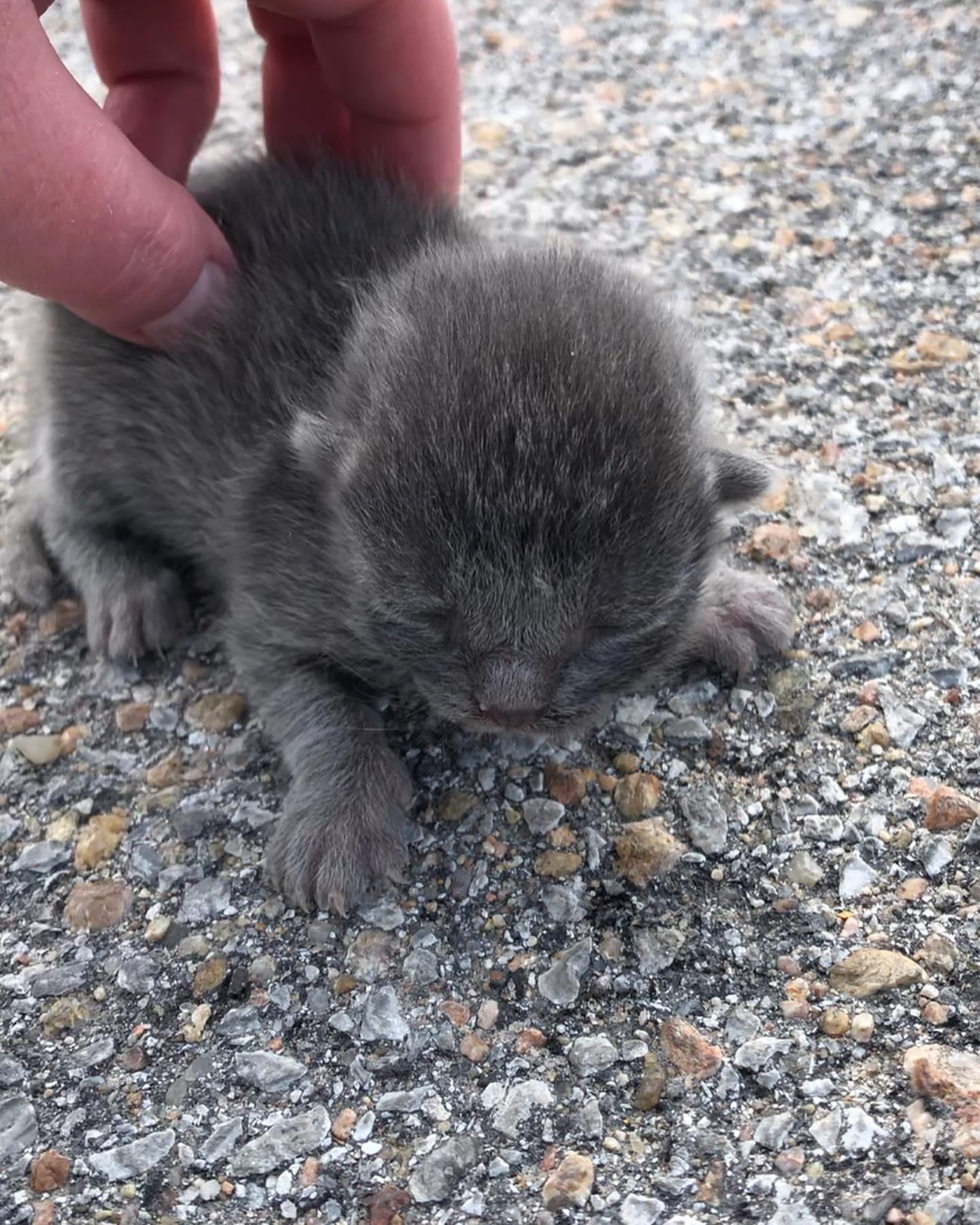 newborn gray puppy