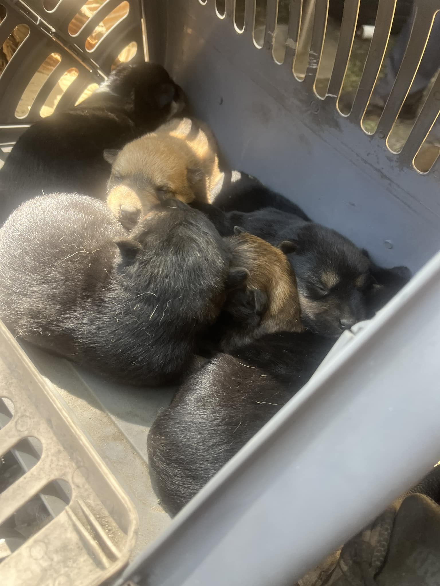 newborn puppies
