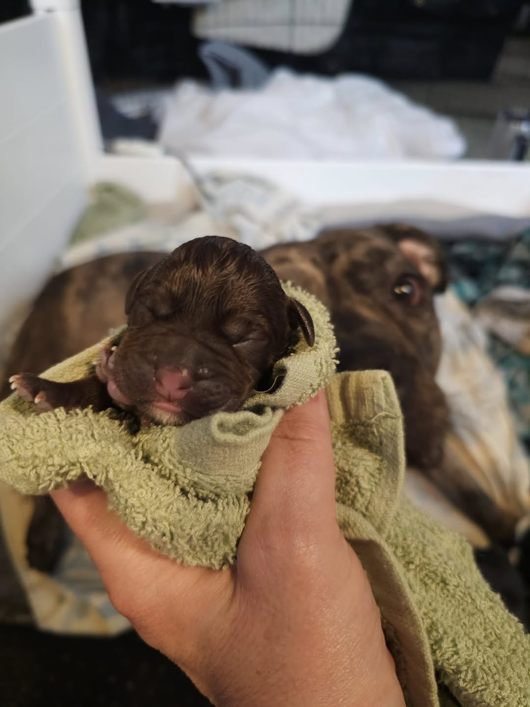 newborn puppies