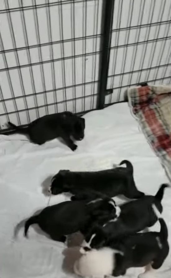 newborn puppies