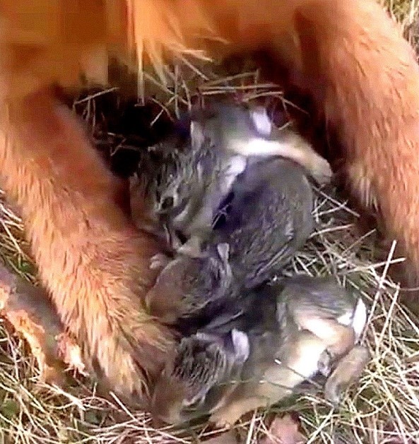 newborn puppies