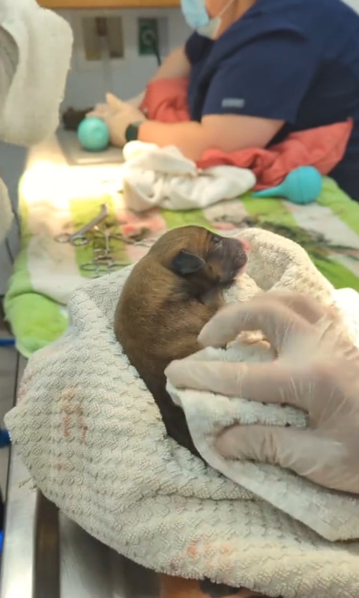 newborn puppy