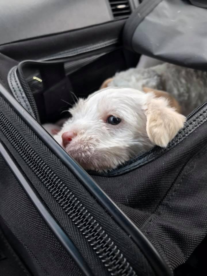 newborn puppy in a bag