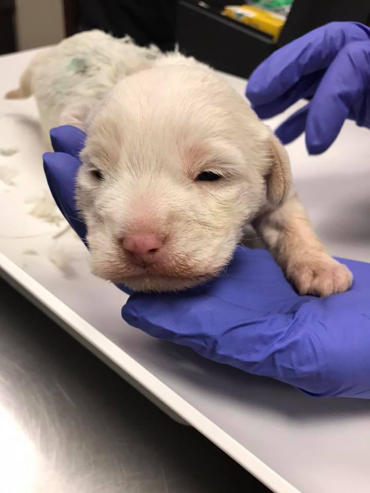 newborn puppy in treatment
