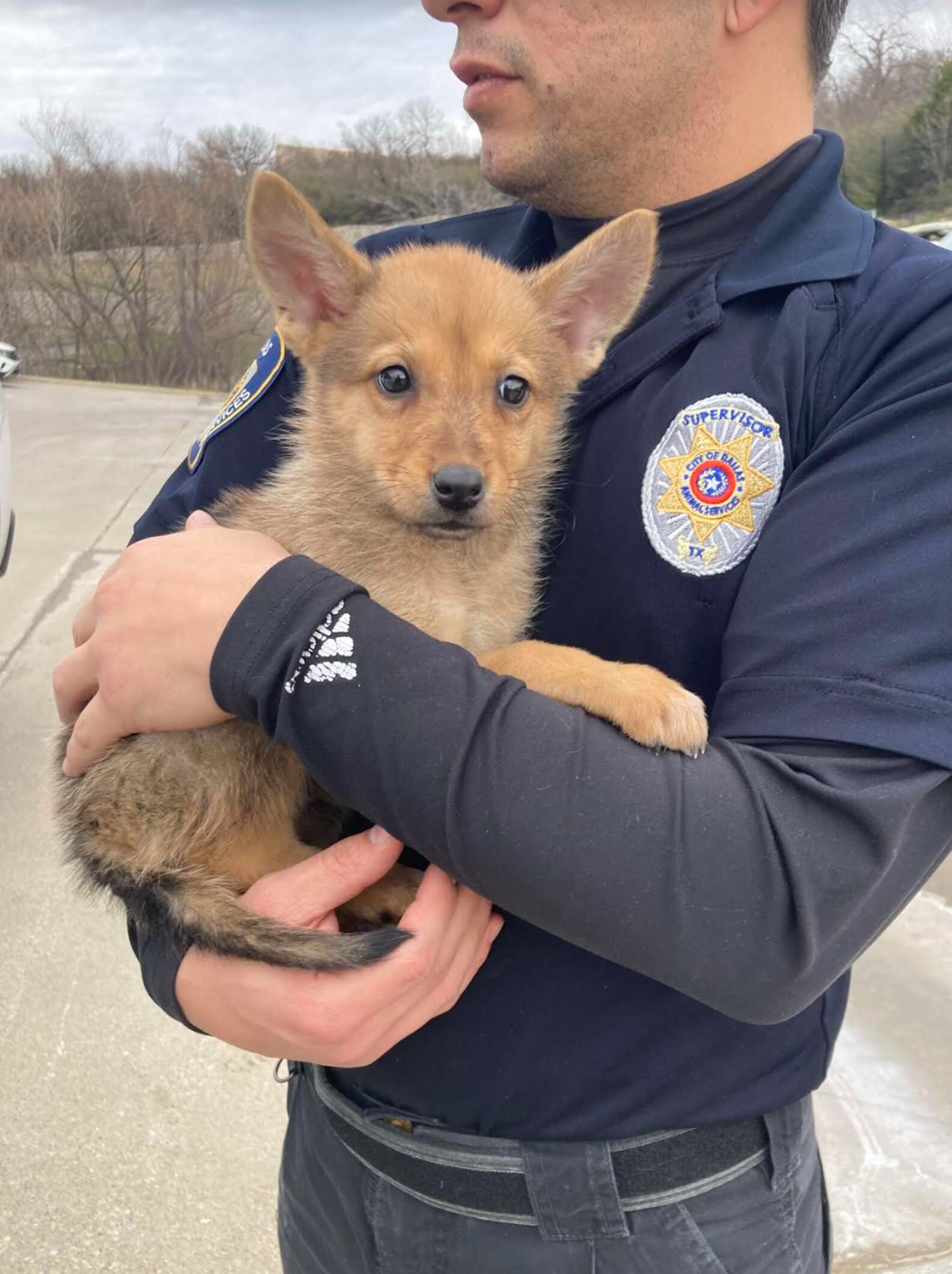 officer and tiny dog