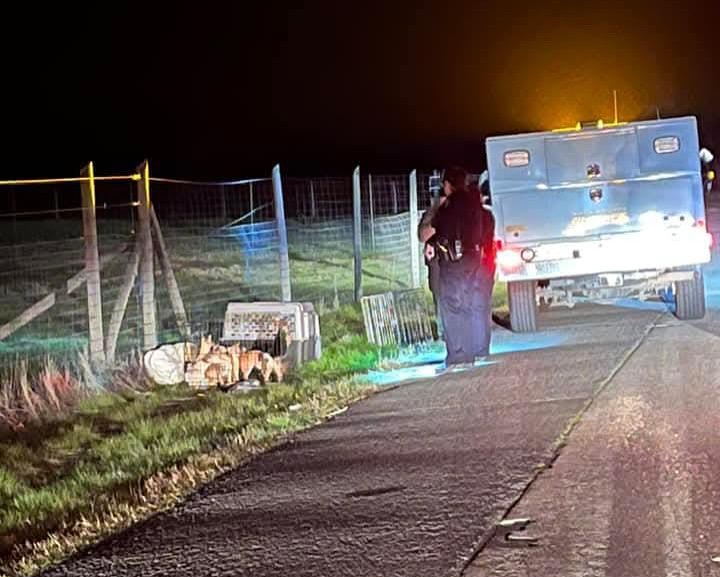 officers and abandoned chihuahuas