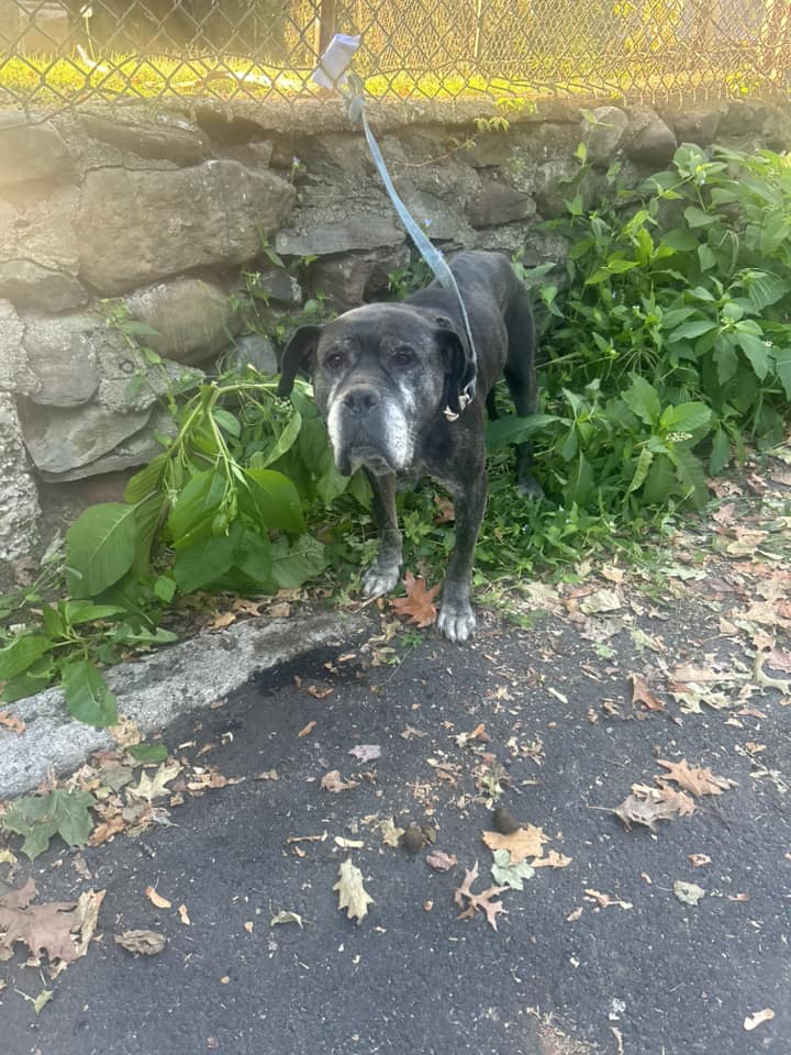 old black dog