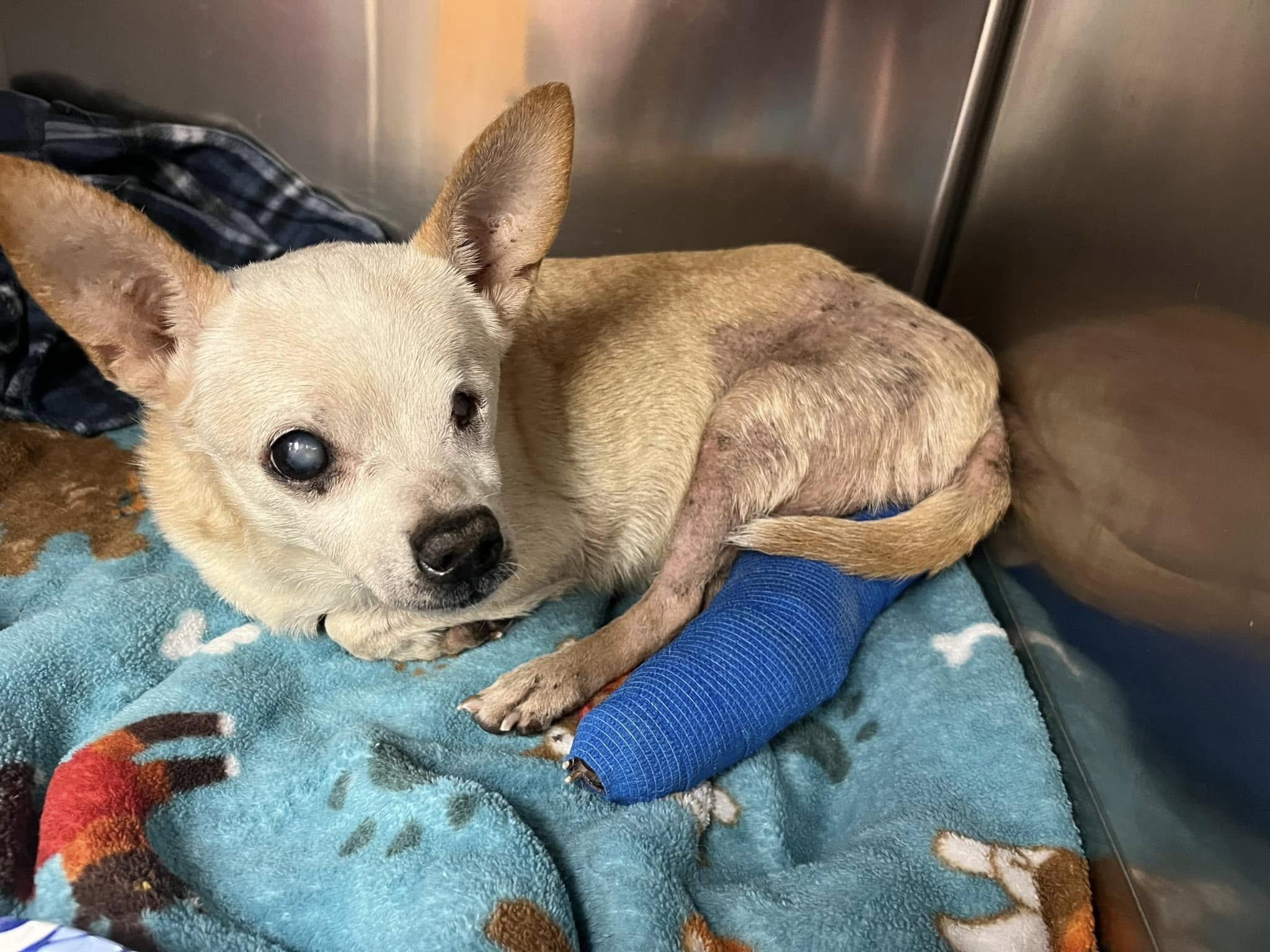 old dog in crate