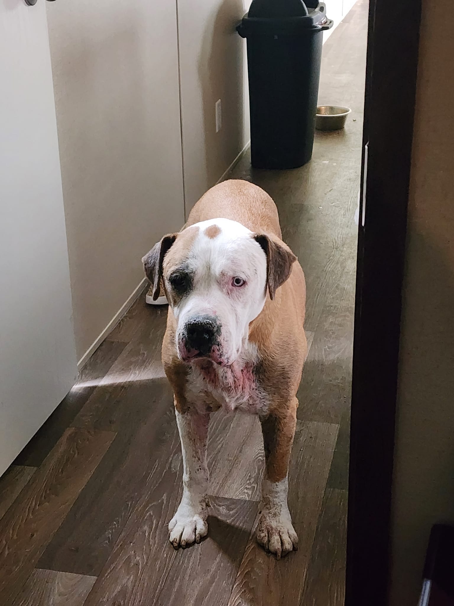 old dog in house